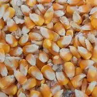 Maize