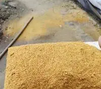 Yellow Maize DDG