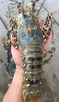 Live / Frozen Lobster