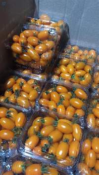 Fresh Tomato