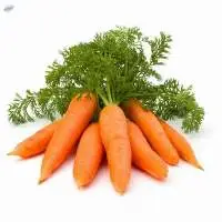 Fresh Carrots
