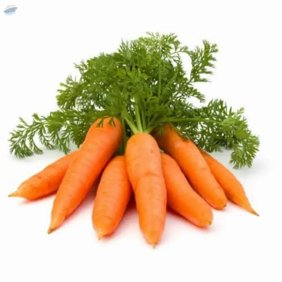 Fresh Carrots