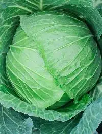 Fresh Cabbage