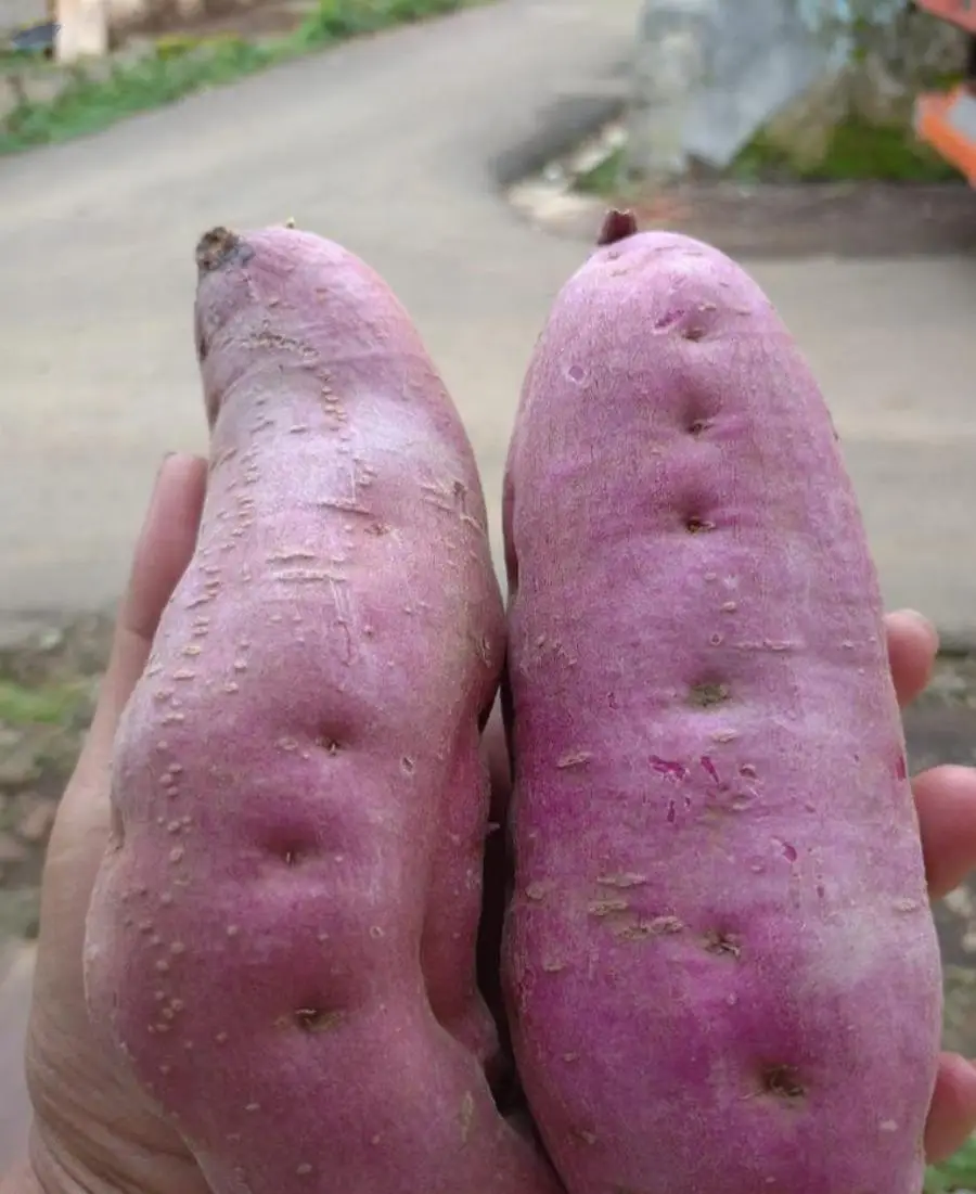 Sweet Potatoes