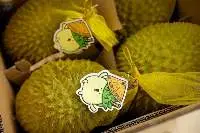 Fresh Durian