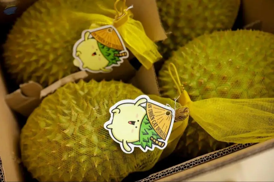 Fresh Durian