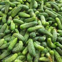 Baby Cucumber
