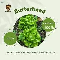 Organic Butterhead (Fresh)