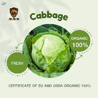 Organic Cabbage (Fresh)
