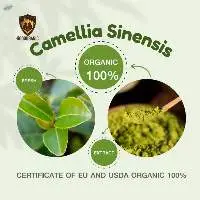 Organic Camellia Sinensis (Fresh+Dry)