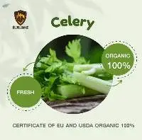 Organic Celery (Fresh)