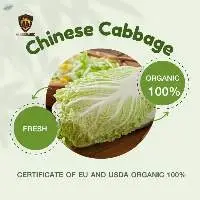 Organic Chinese Cabbage (Fresh)