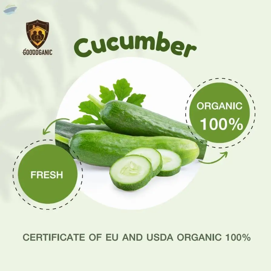 Organic Cucumber (Fresh)
