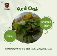 Organic Red Oak, Rice, Rosella (Fresh)