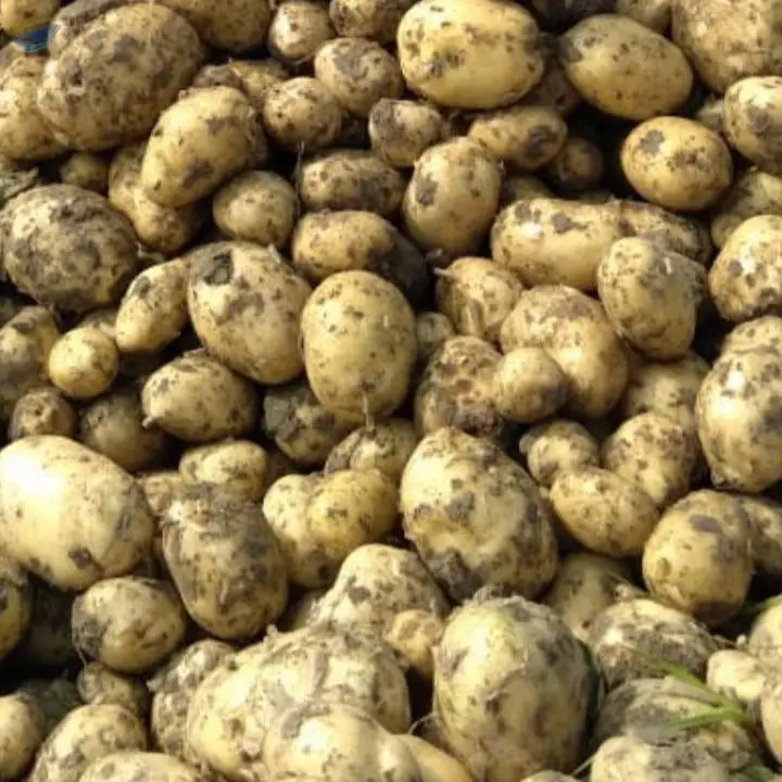 Potatoes