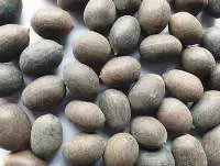 Black Lotus Seed