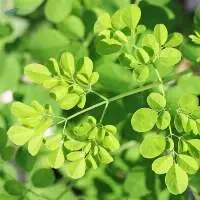 Fresh Moringa