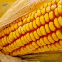 Dry Maize