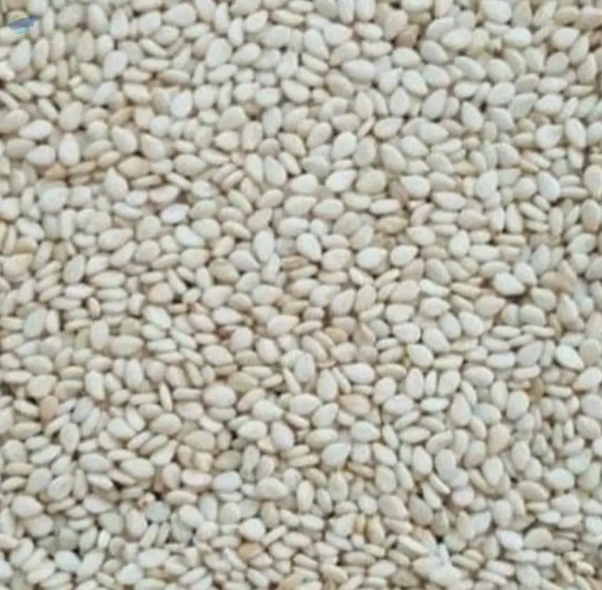 Sudanese Sesame Seeds by Al Fao Foodstuff LLC. Supplier from United