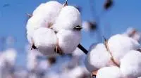 Cotton
