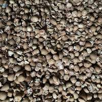 Betel Nut