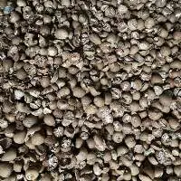 Betel Nut