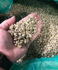 Green Coffee Beans