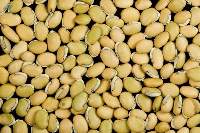 Hyacinth Bean Seed (Raw/Dry)