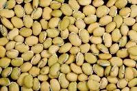 Hyacinth Bean Seed (Raw/Dry)