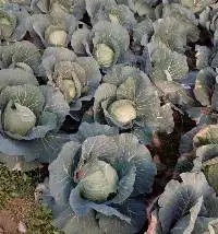 Fresh Cabbage