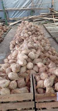 Semi Husked Coconut
