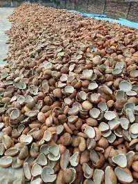 Coconut