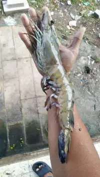 Seafood