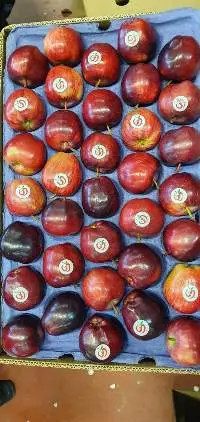Apple Varieties