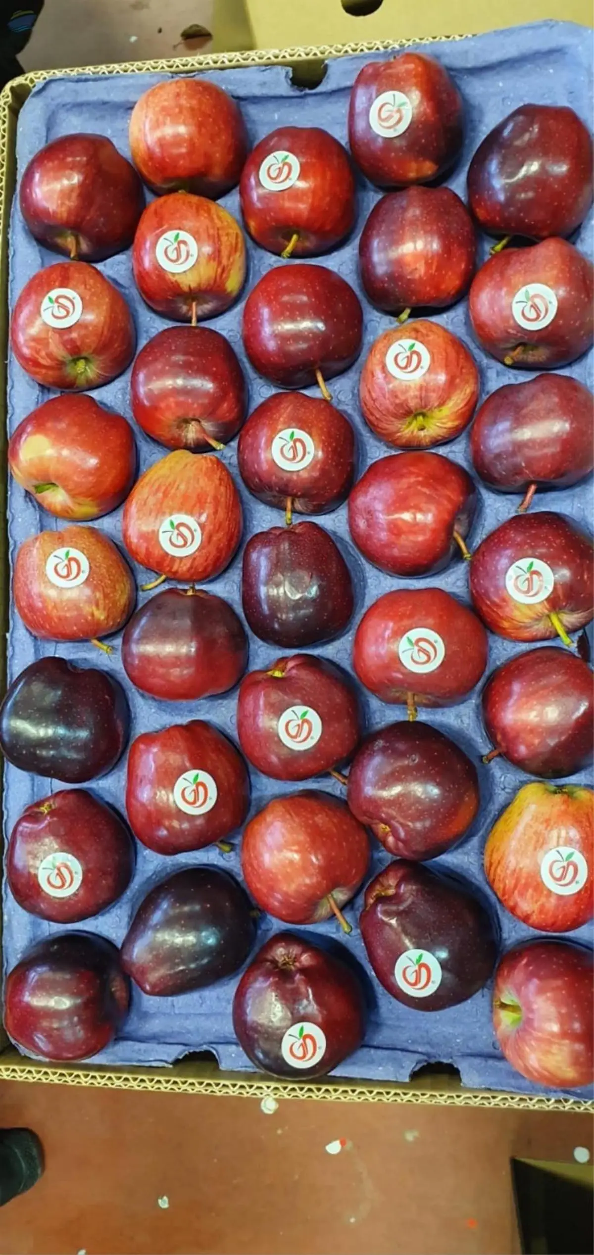 Apple Varieties