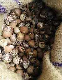 Betel Nut / Areca Nut / Areca Catechu