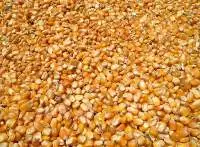 Yellow Maize