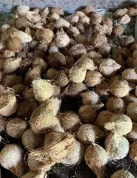 Semi-Husked Coconut (Mature Coconut)