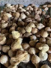 Dried Coconut Copra (From Mature Coconuts)