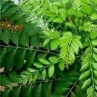 Curry Leaves
