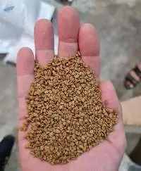 Fenugreek Seeds