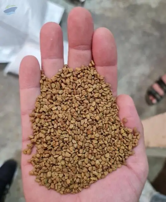 Fenugreek Seeds
