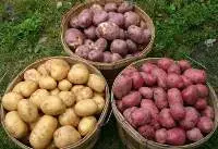 Fresh Organic Potato