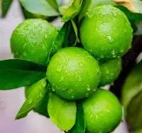 Sweet Lime A Grade Fresh Lemon