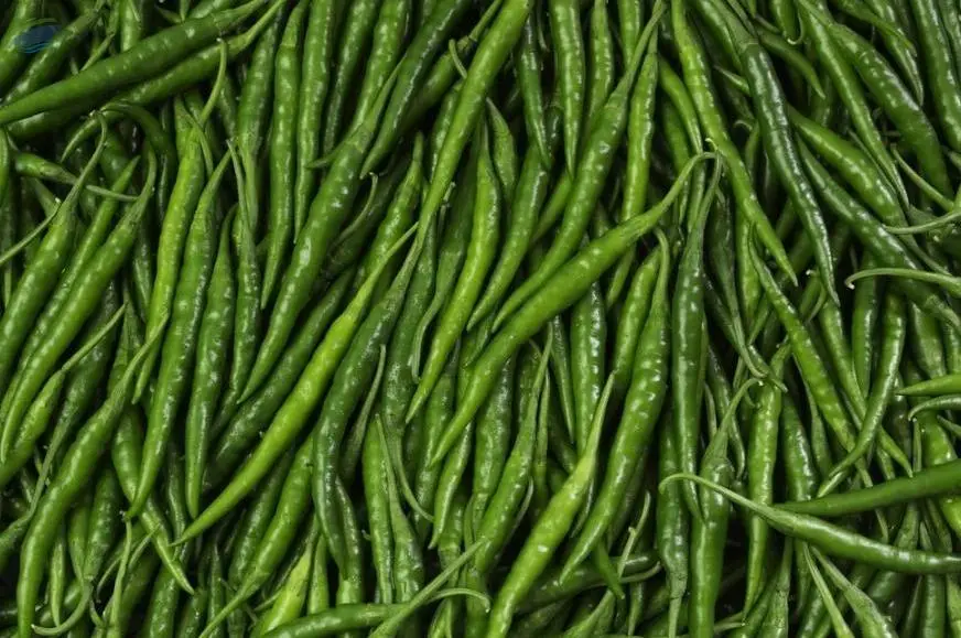 G4 Green Chilli