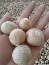 Betel Nut