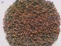 Clove Bud