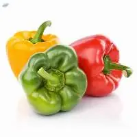 Capsicum