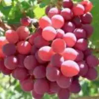 Grapes