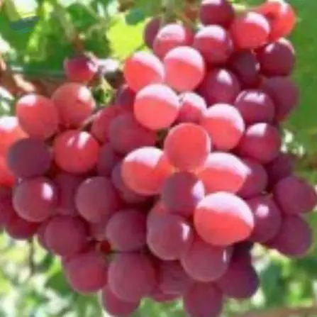 Grapes